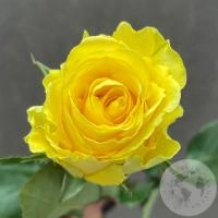 Роза желтая 40 см. в магазине Цветы Планеты