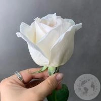 Пионовидная роза белая 80 см. в магазине Цветы Планеты