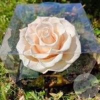 Стабилизированная роза белая в магазине Цветы Планеты