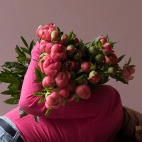 25 пионов розовых в магазине Цветы Планеты