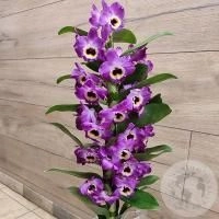 Орхидея Дендробиум фиолетовая