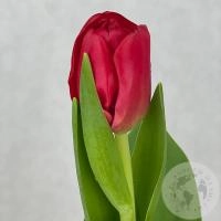 Тюльпан красный в магазине Цветы Планеты