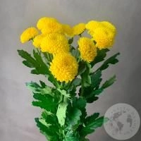 3 Хризантемы кустовых желтых