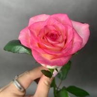 Роза розовая 40 см. в магазине Цветы Планеты