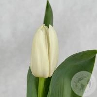 Тюльпан белый в магазине Цветы Планеты