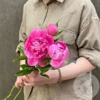 3 пиона розовых российских в магазине Цветы Планеты