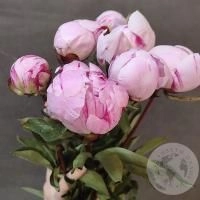 7 пионов розовых (Голландия)