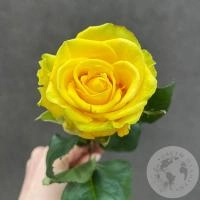 Роза желтая 50 см. в магазине Цветы Планеты