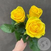 3 розы желтых 50 см. в магазине Цветы Планеты