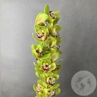Орхидея мини зеленая