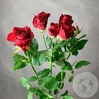 Кустовая роза красная 60 см. в магазине Цветы Планеты