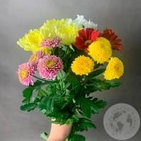 5 Хризантем кустовых MIX в магазине Цветы Планеты