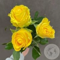 3 розы желтых 40 см. в магазине Цветы Планеты
