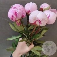 5 пионов розовых (Голландия)