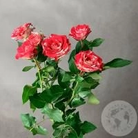 Кустовая роза бело-розовая 60 см. в магазине Цветы Планеты