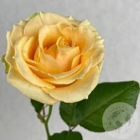 Роза кремовая 60 см. в магазине Цветы Планеты