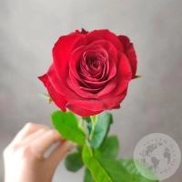 Роза красная 50 см. в магазине Цветы Планеты
