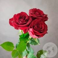 3 розы красные 50 см. в магазине Цветы Планеты