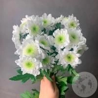 5 Хризантем кустовых бело-зеленых в магазине Цветы Планеты