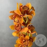 Орхидея мини рыжая