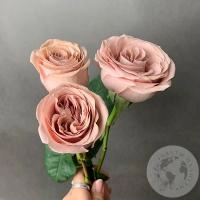 3 Розы бежево-розовых 40 см. в магазине Цветы Планеты