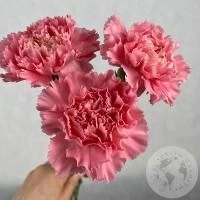 3 гвоздики розовых в магазине Цветы Планеты 3 гвоздики розовых