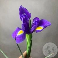 Ирис синий в Цветы Планеты Ирис синий в Цветы Планеты