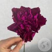 Гвоздика бордовая Гвоздика бордовая в магазине Цветы Планеты