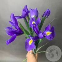 5 синих ирисов 5 синих ирисов