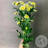 3 Сантини бело-желтых 3 Сантини бело-желтых в магазине Цветы Планеты