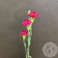 Гвоздика кустовая фуксия в магазине Цветы Планеты Гвоздика кустовая фуксия