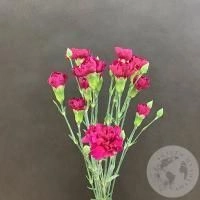 5 гвоздик кустовых фуксия в магазине Цветы Планеты 5 гвоздик кустовых фуксия