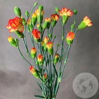 5 гвоздик кустовых желто-красных в магазине Цветы Планеты 5 гвоздик кустовых желто-красных