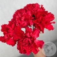 5 гвоздик красных в магазине Цветы Планеты 5 гвоздик красных