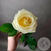Роза белая 50 см. в магазине Цветы Планеты Роза белая 50 см.
