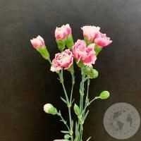 3 гвоздики кустовых бело-розовых в магазине Цветы Планеты 3 гвоздики кустовых бело-розовых