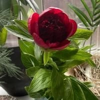 Пион бордовый Пион бордовый в магазине Цветы Планеты