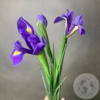 3 синих ириса 3 синих ириса