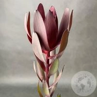 Леукадендрон Леукадендрон в магазине Цветы Планеты