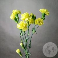 3 гвоздики кустовых желтых в магазине Цветы Планеты 3 гвоздики кустовых желтых