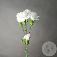 Гвоздика кустовая белая Гвоздика кустовая белая в магазине Цветы Планеты