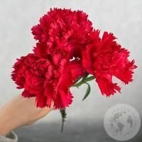 3 гвоздики красных в магазине Цветы Планеты 3 гвоздики красных
