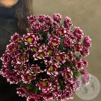 7 Хризантем кустовых фиолетовых