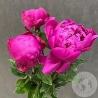3 пиона розовых в магазине Цветы Планеты
