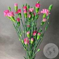 5 розовых кустовых гвоздик в магазине Цветы Планеты