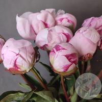 9 пионов розовых (Голландия)