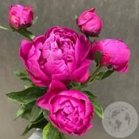 5 пионов розовых в магазине Цветы Планеты
