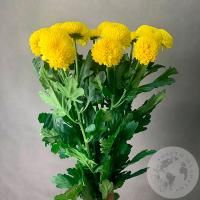 5 Хризантем кустовых желтых в магазине Цветы Планеты