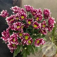 5 Хризантем кустовых фиолетовых
