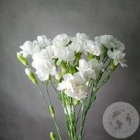 9 гвоздик кустовых белых в магазине Цветы Планеты